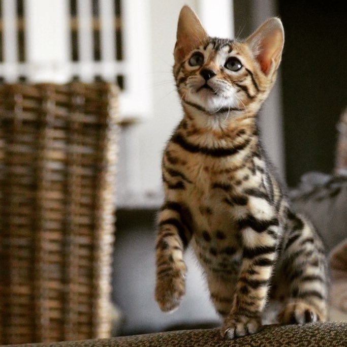 Bengal kitten Kai for sale