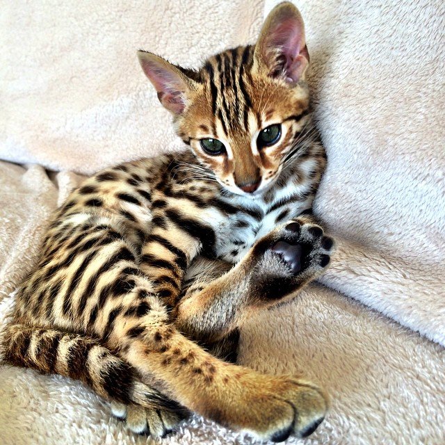 Bengal kitten Lino for sale