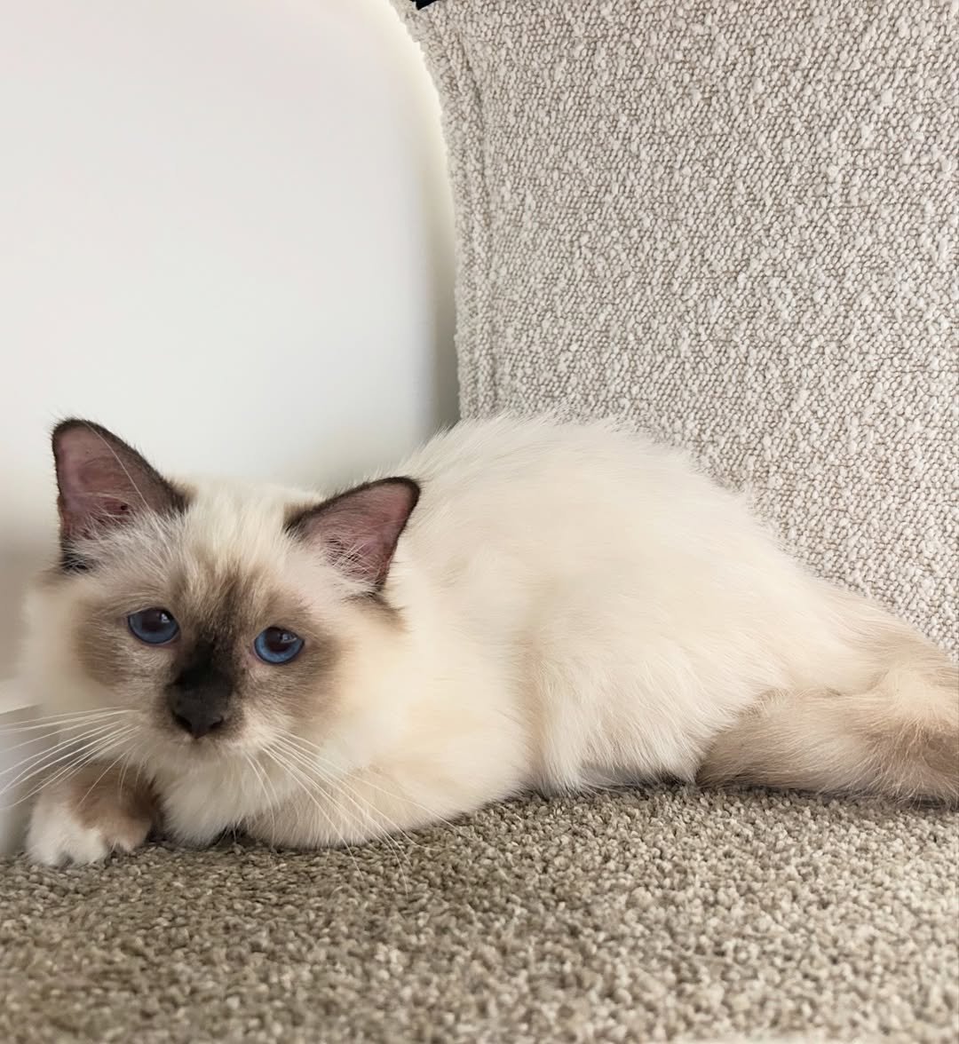 Birman kitten Leo for sale