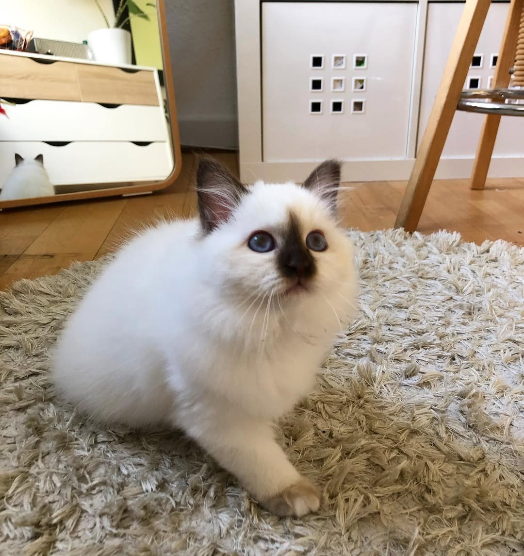 Birman kitten Nikita for sale