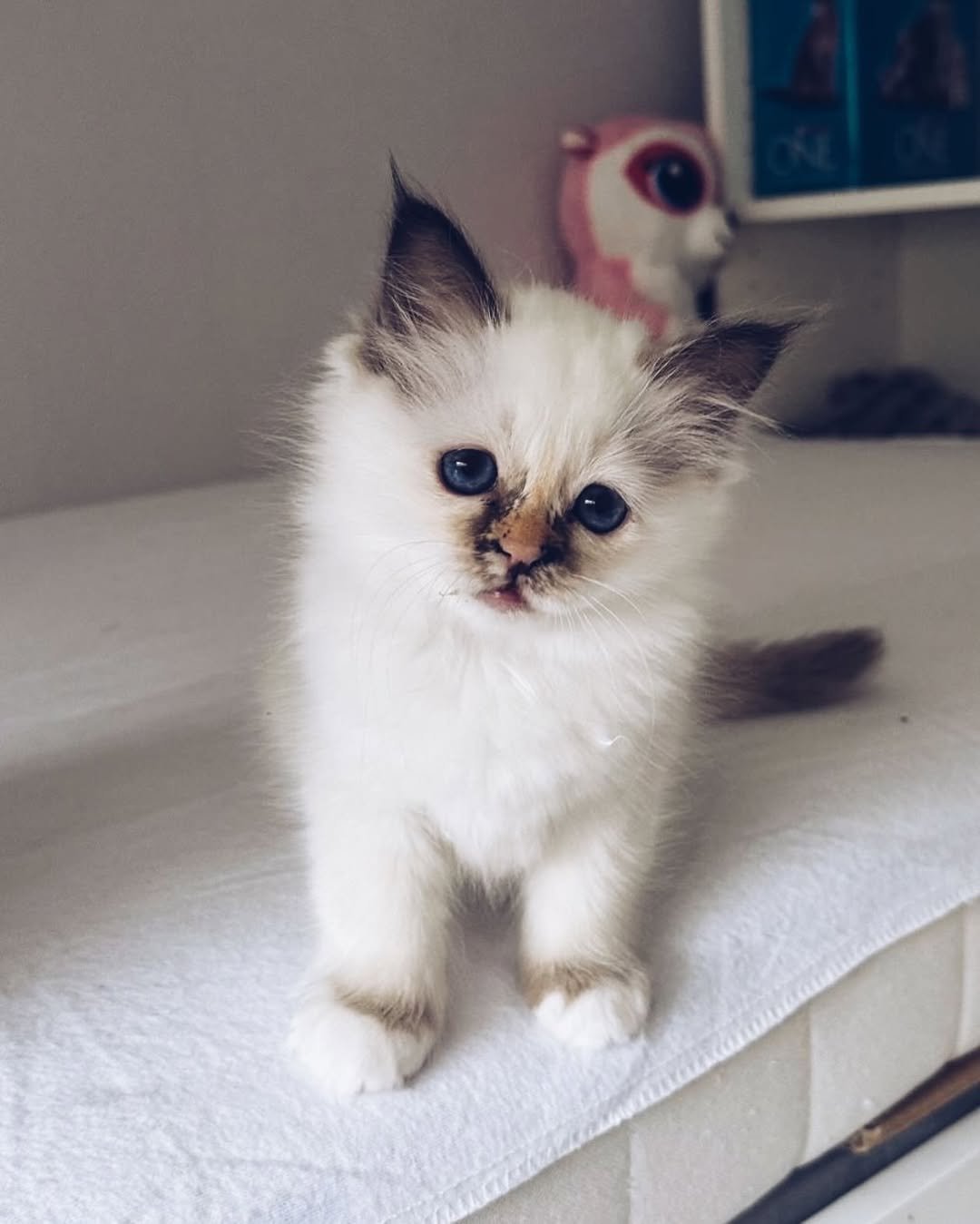Birman kitten pattson for sale