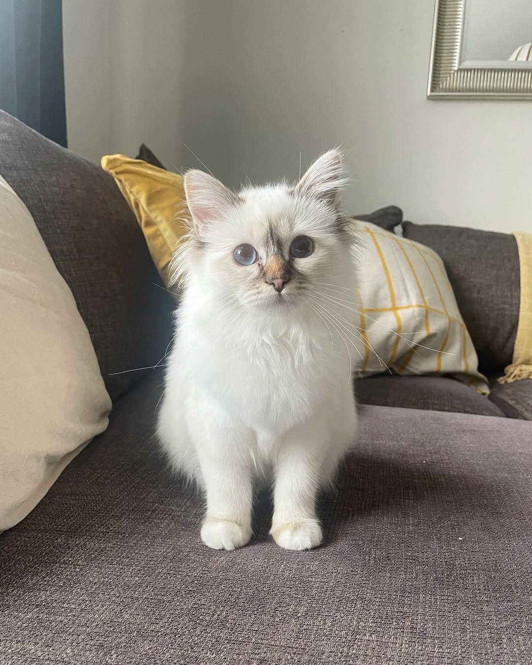 Birman kitten Velma for sale