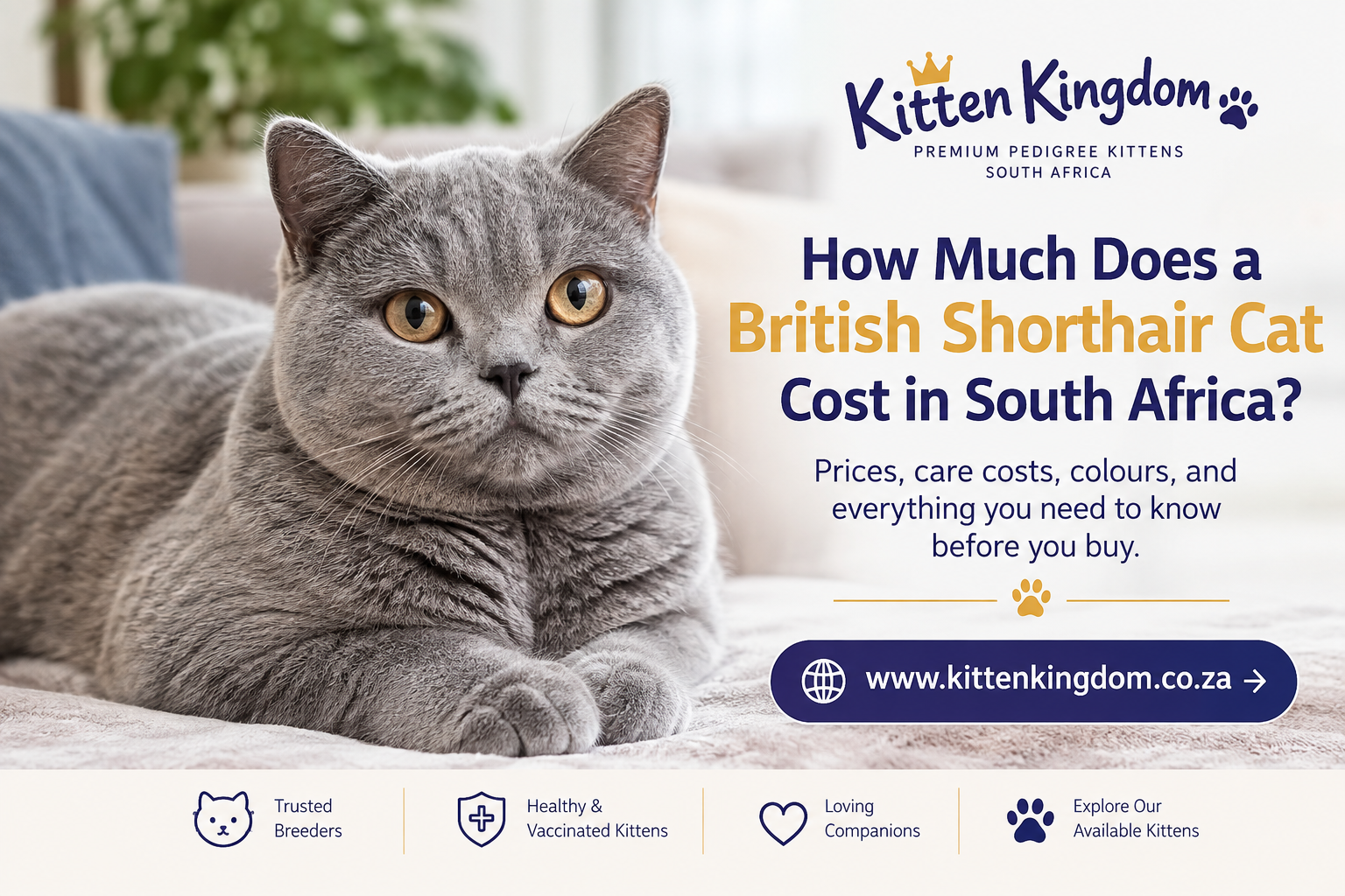 How Much Does a British Shorthair Cat Cost in South Africa?