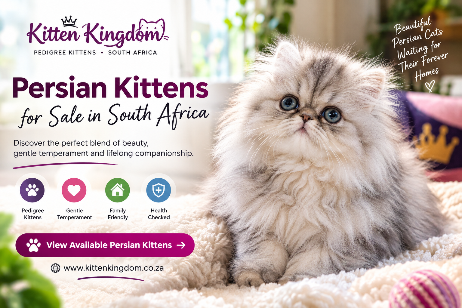 Persian Kittens for Sale in South Africa: A Complete Buyer’s Guide
