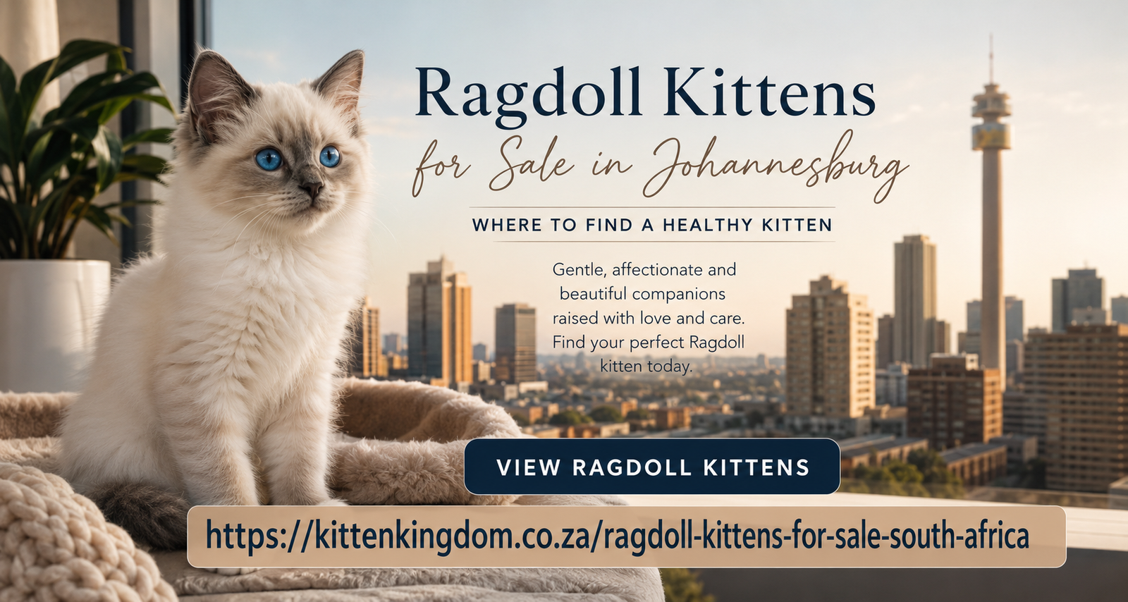 Ragdoll Kittens for Sale in Johannesburg: Where to Find a Healthy Kitten