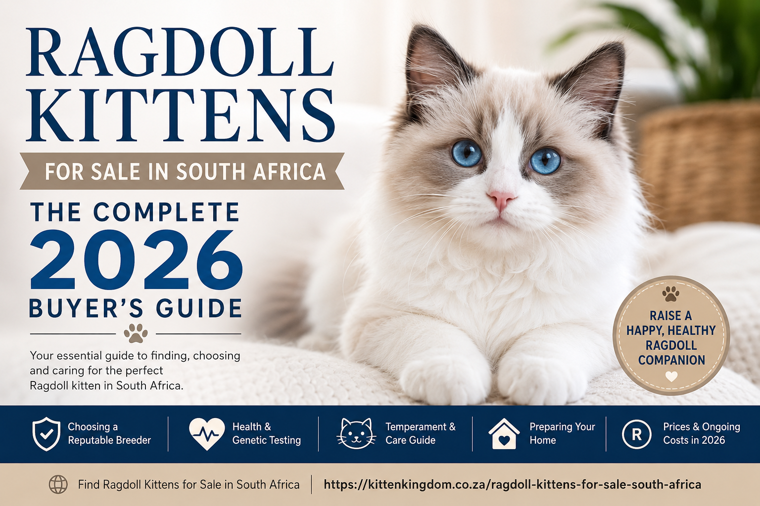 Ragdoll Kittens for Sale in South Africa: The Complete 2026 Buyer’s Guide