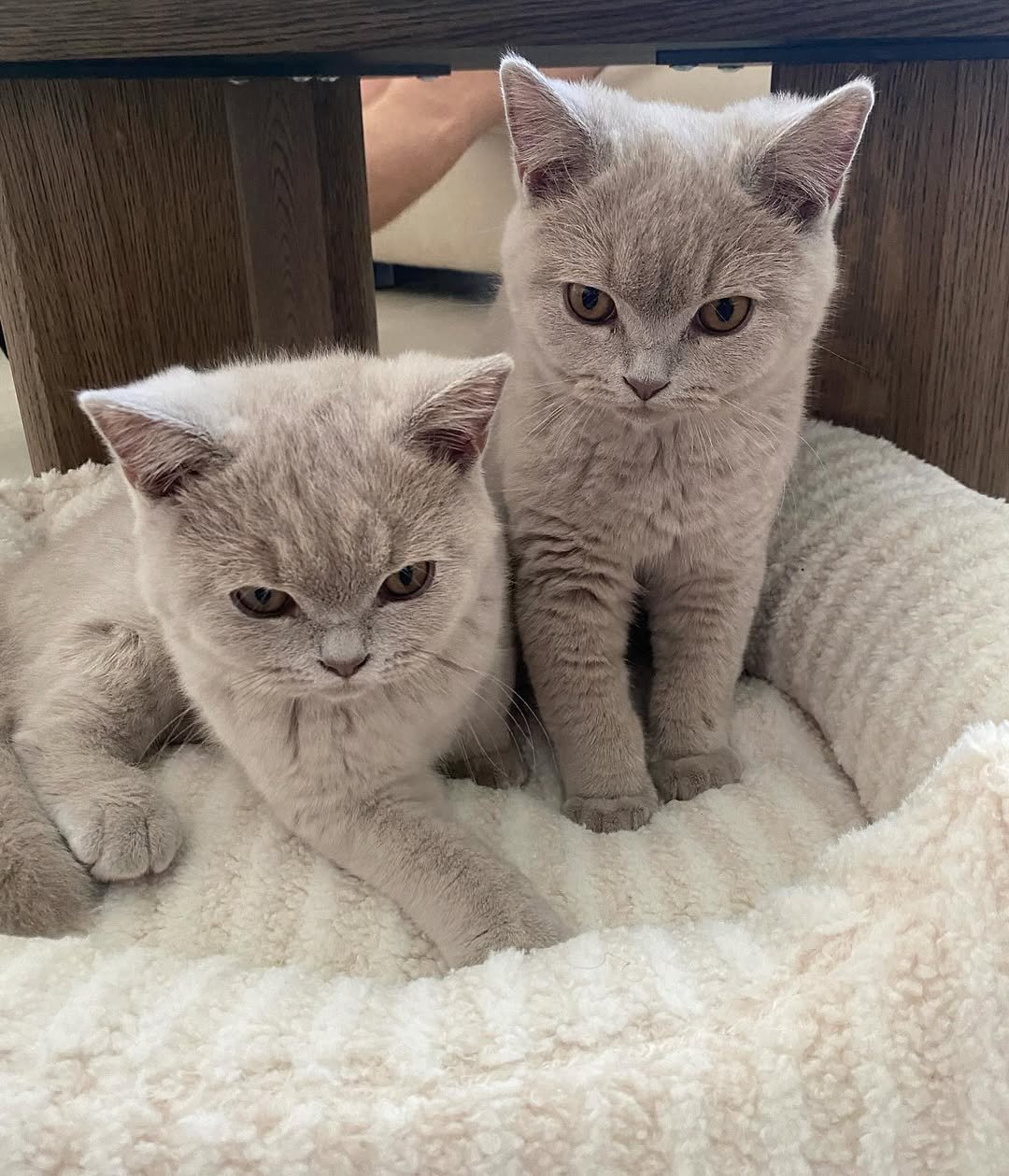 British Shorthair kitten kiki & Trina for sale
