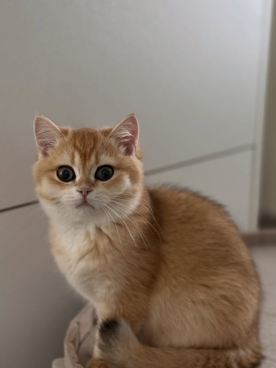 British Shorthair kitten Lola for sale