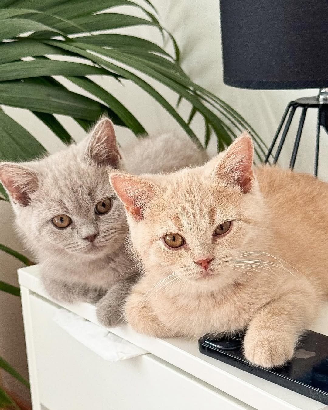 British Shorthair kitten milo & Eddie for sale