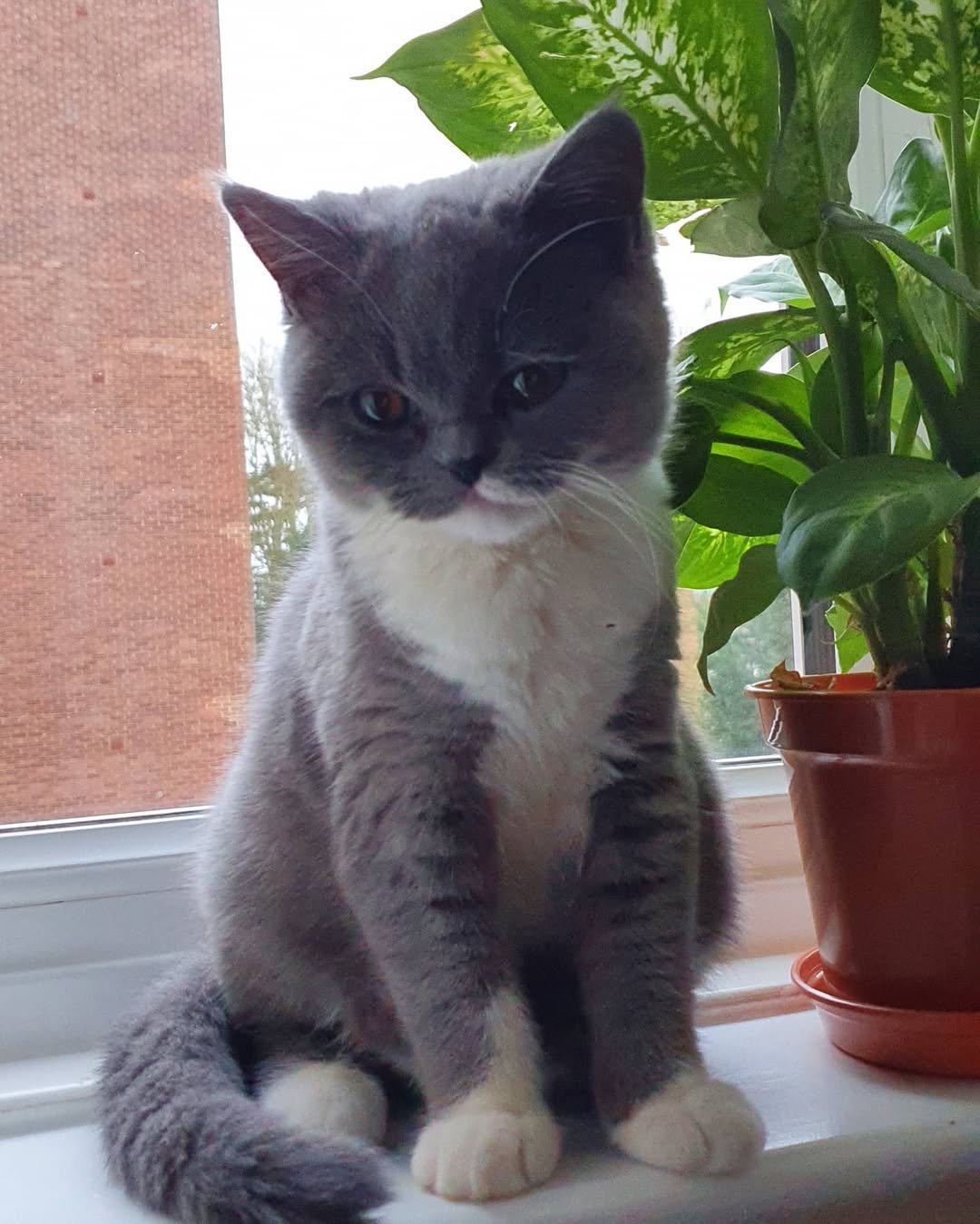 British Shorthair kitten sassy for sale