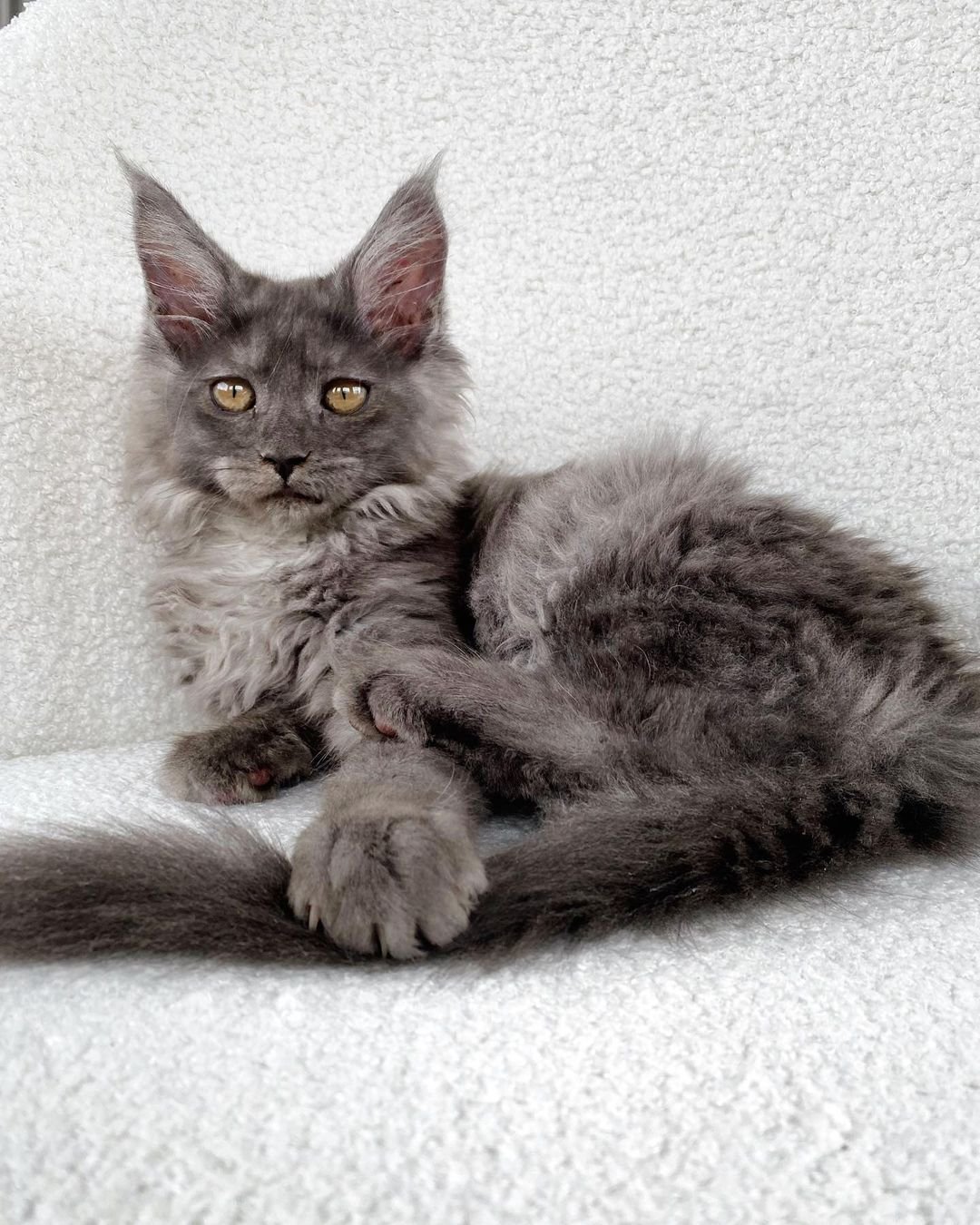 Maine Coon kitten Chiro for sale