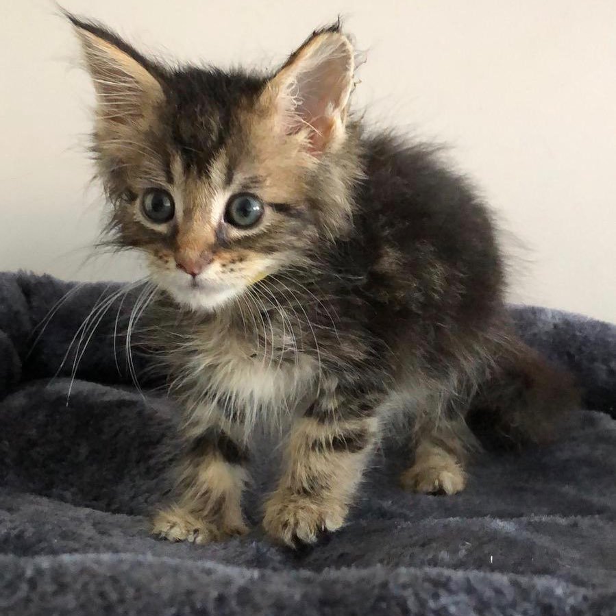 Maine Coon kitten for sale South Africa
