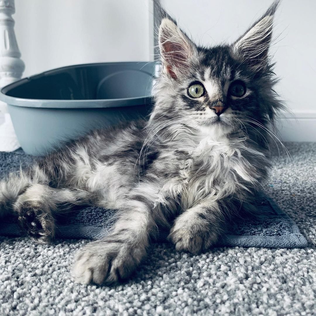 Maine Coon Vs Ragdoll: Choosing Your Gentle Giant