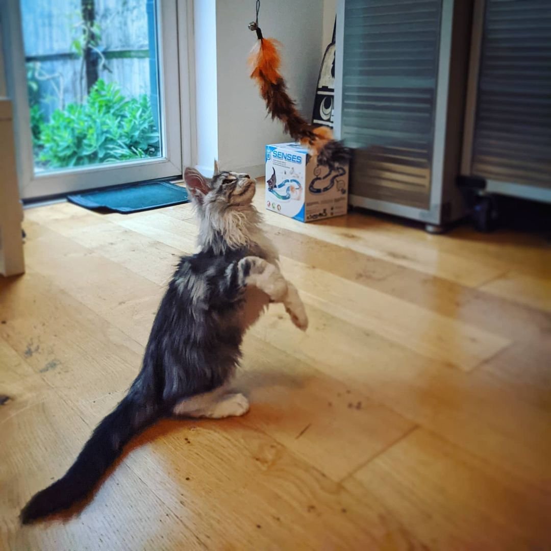 Maine Coon kitten Sterling for sale