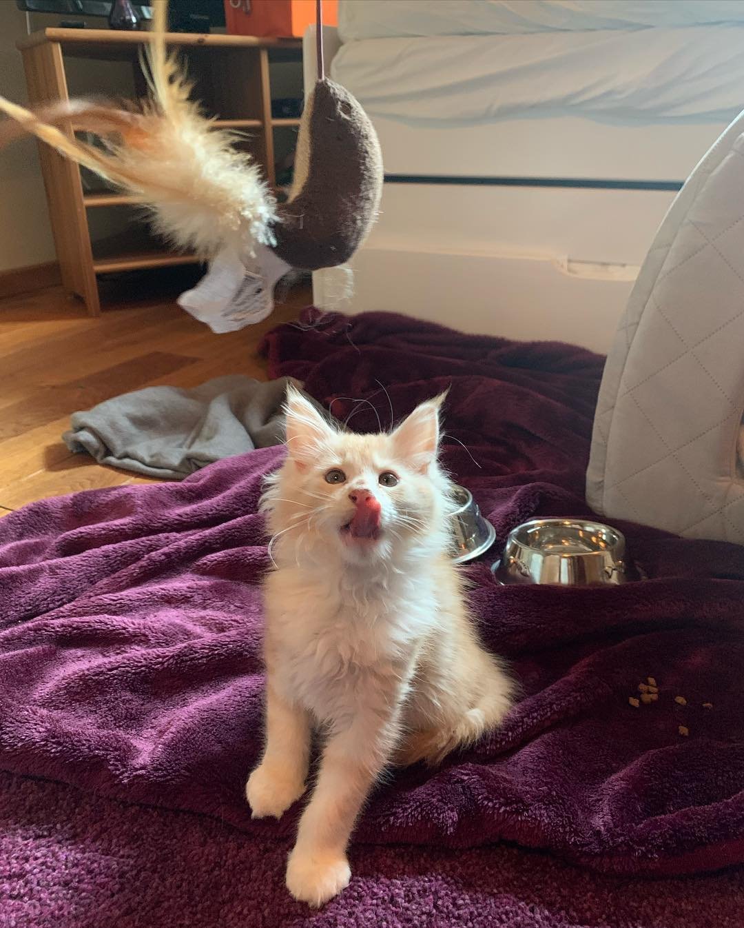 Maine Coon kitten Tokyo for sale