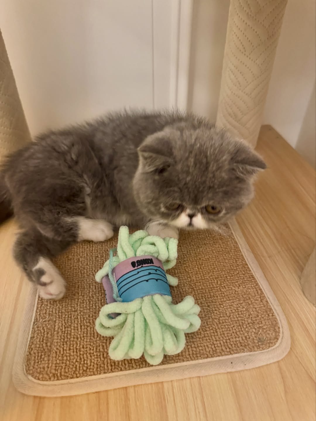 Persian kitten for sale South Africa