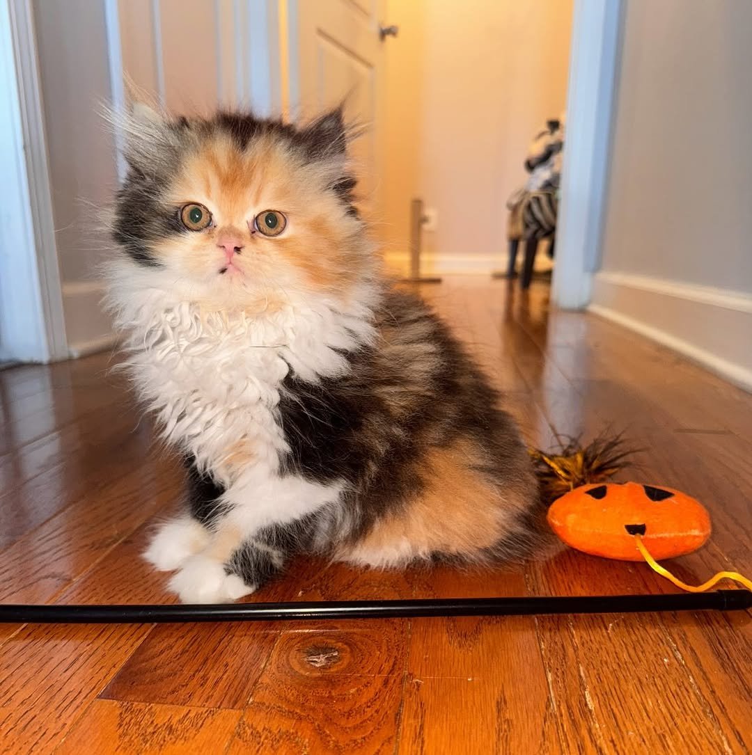 Persian kitten lexy for sale
