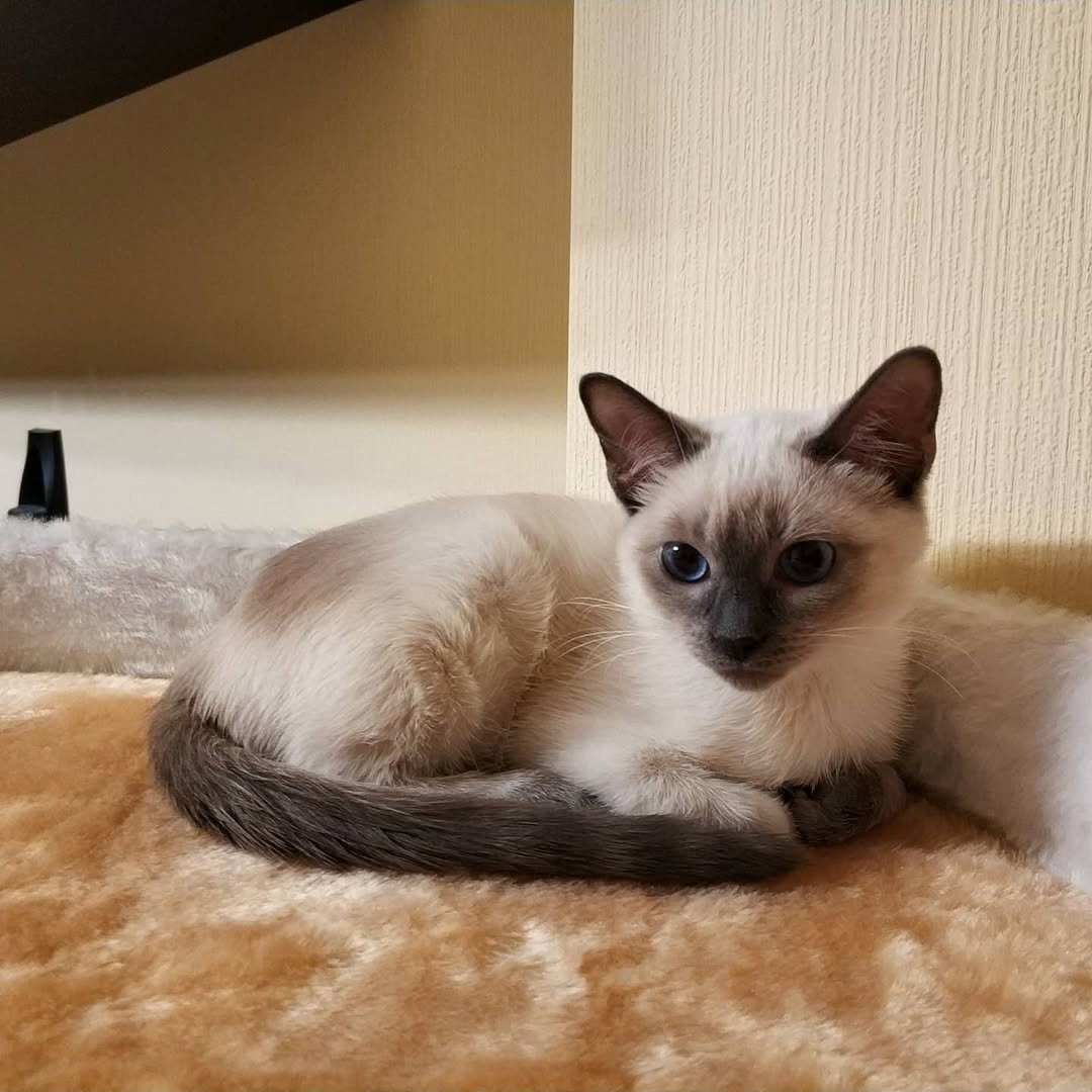 Siamese kitten anita for sale