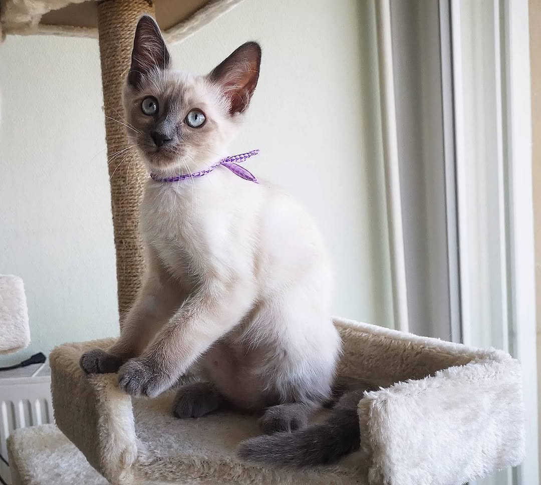 Siamese kitten Billie for sale