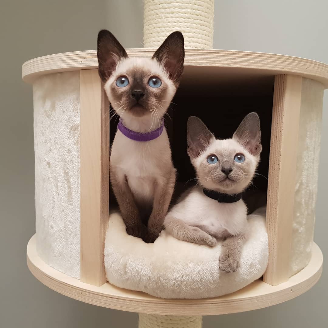 Siamese kitten for sale South Africa