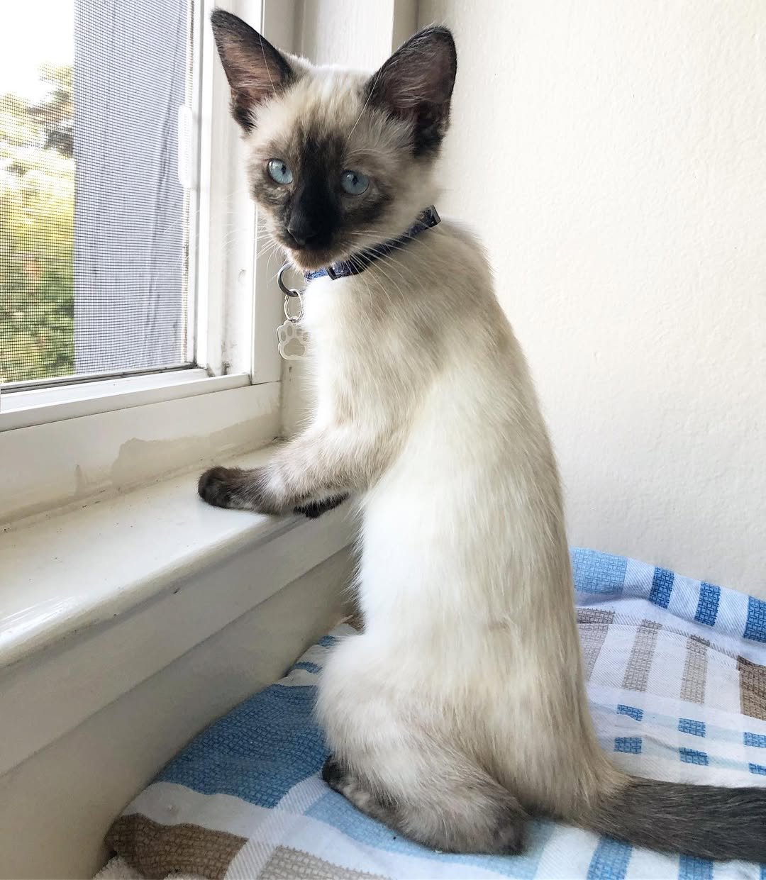 Siamese kitten Lucy for sale