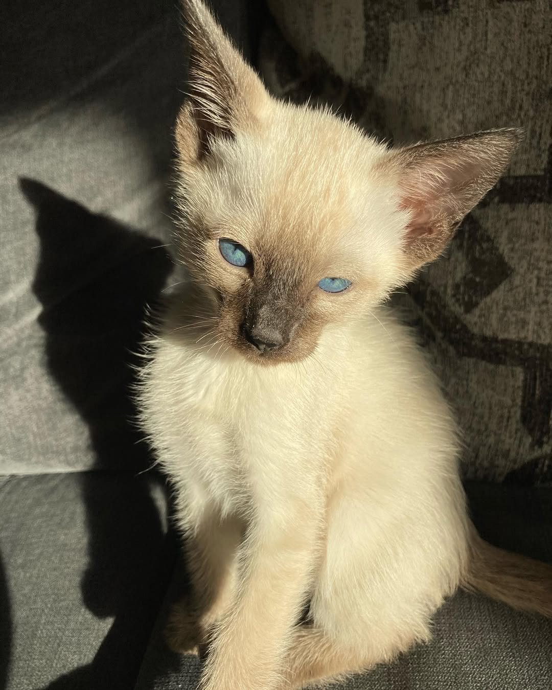 Siamese kitten Percy for sale
