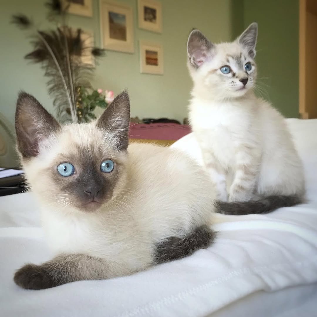 Siamese kitten Sky & Skyler for sale
