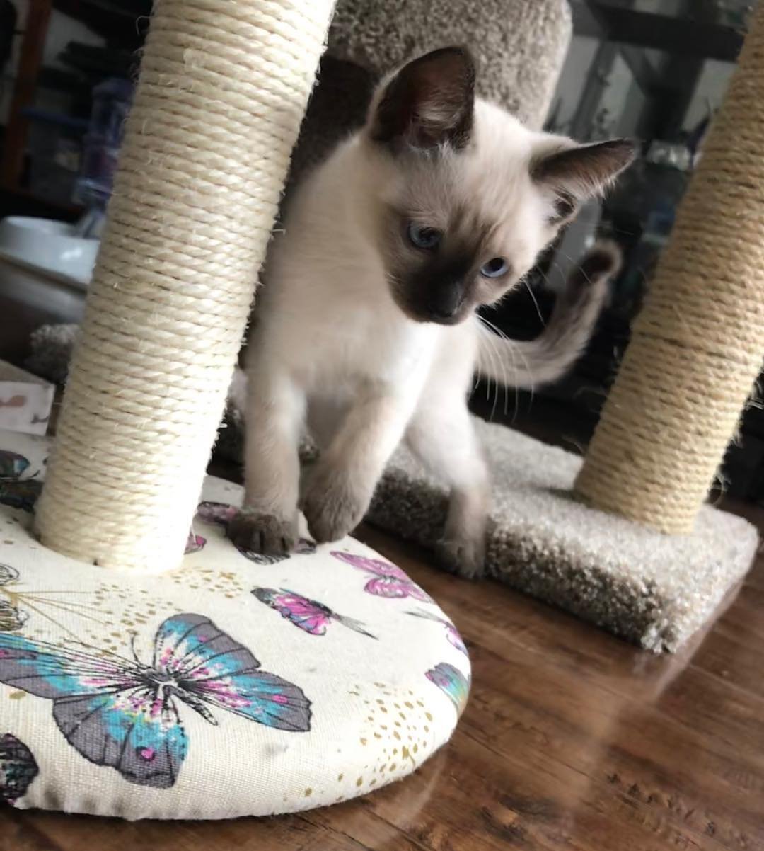 Siamese kitten Tristan for sale