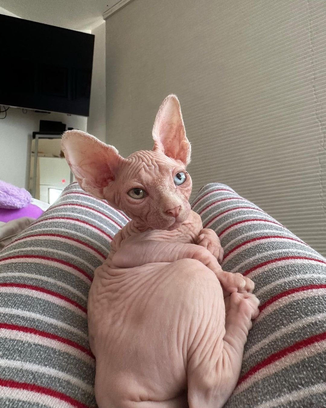 Siphynx kitten chichi for sale