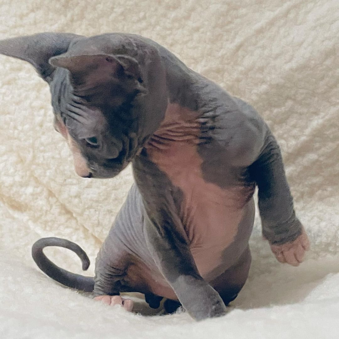 Sphynx kitten Tony for sale